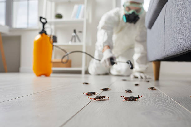 Commercial Kitchen Cockroach Control in Carlton